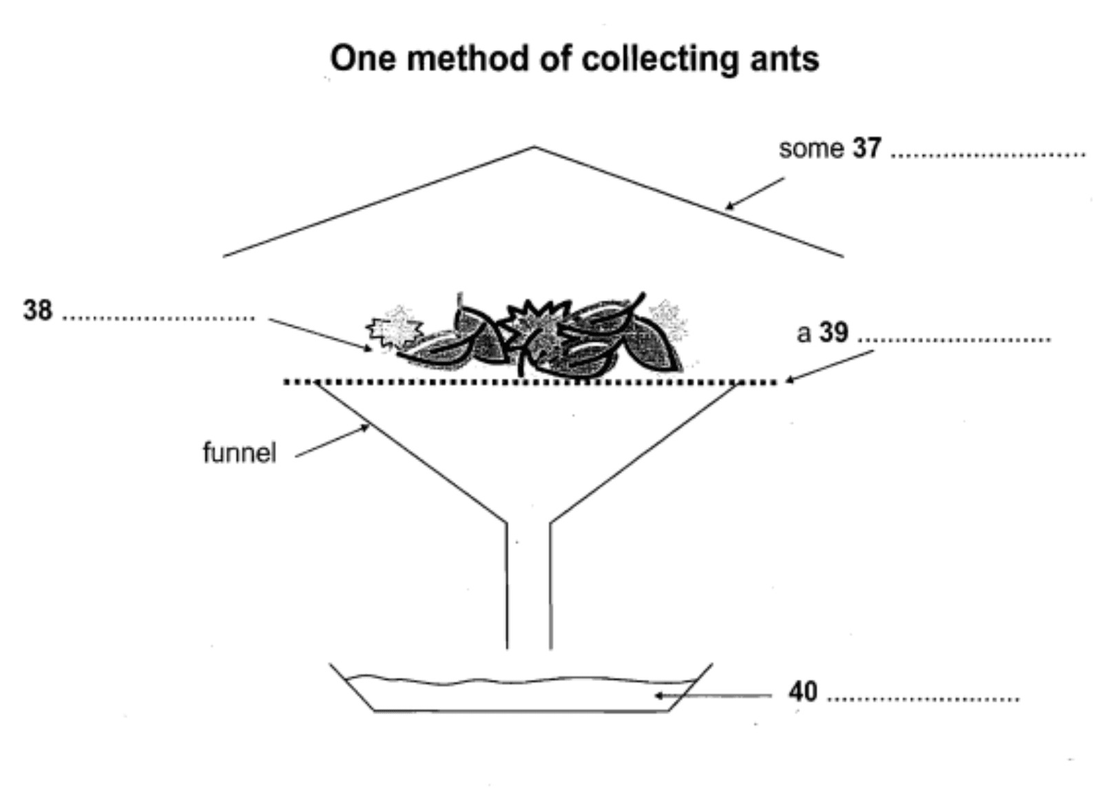 collecting ant specimens reading answers