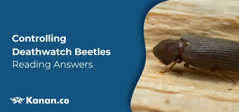controlling-deathwatch-beetles.webp