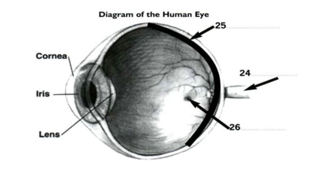 diagram-of-the-human-eye-colour-blindness-reading-answers