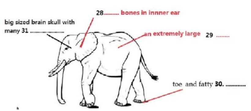 elephant-communication-reading-answers