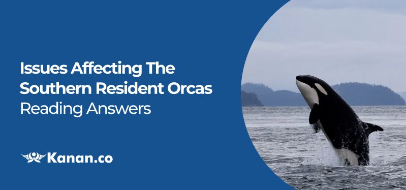 issues-affecting-the-souther-resident-orcas-reading-answers.jpg