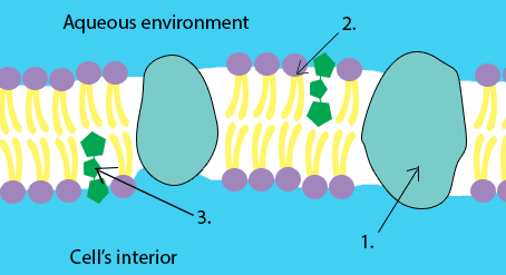 Structure and function of cell membrane reading answers