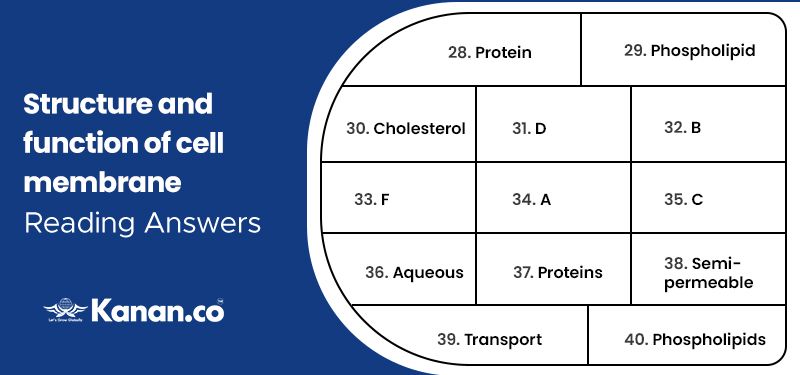 Structure and function of cell membrane reading answers