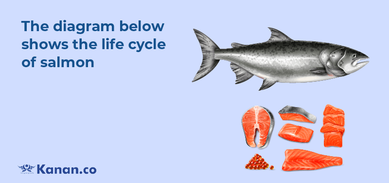 The diagram below shows the life cycle of salmon
