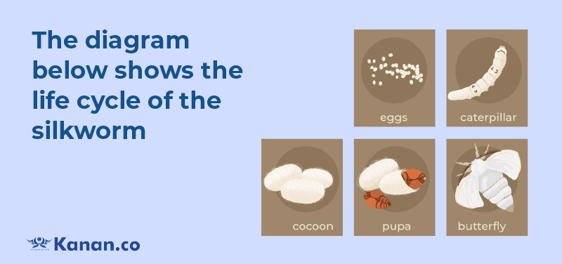 The diagram below shows the life cycle of the silkworm 