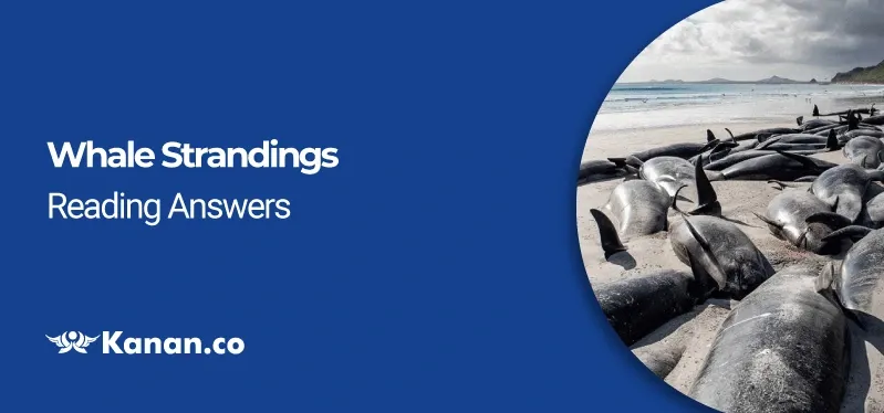 Whale Stranding Reading Answers